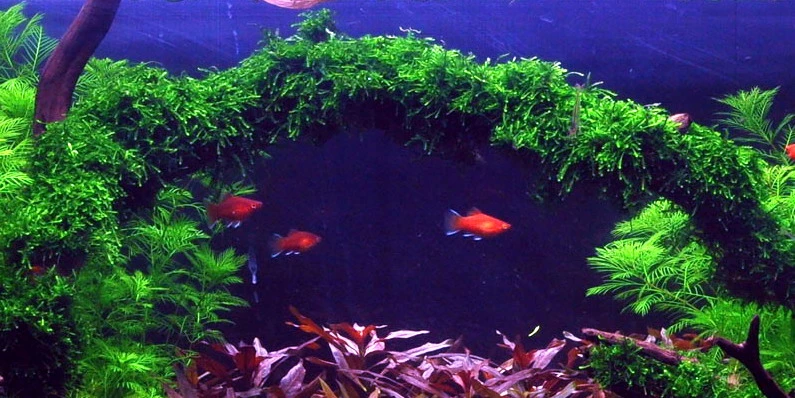 1-2-GROW! Trauermoos / Vesicularia Ferriei 'Weeping' Von TROPICA, Moos 3 1-2-GROW! Trauermoos / Vesicularia Ferriei 'Weeping' Von TROPICA, Moos