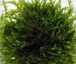 XL In-Vitro Trauermoos / Vesicularia Ferriei 'Weeping' Im Moos XL-Cup -Hobby || DENNERLE || Flamingo Verkäufe 003BTC T 1 3 1