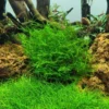 1-2-GROW! Ufermoos / Leptodictyum Riparium Von TROPICA 2 1-2-GROW! Ufermoos / Leptodictyum Riparium Von TROPICA -Hobby || DENNERLE || Flamingo Verkäufe 003Etc T 1 1
