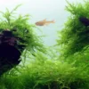 1-2-GROW! Javamoos / Taxiphyllum Barbieri 'Bogor Moss' Von TROPICA, Moos 1 1-2-GROW! Javamoos / Taxiphyllum Barbieri 'Bogor Moss' Von TROPICA, Moos -Hobby || DENNERLE || Flamingo Verkäufe 003TC T 1 1