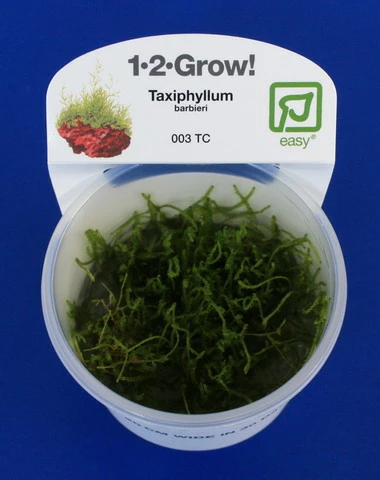 1-2-GROW! Javamoos / Taxiphyllum Barbieri 'Bogor Moss' Von TROPICA, Moos 4 1-2-GROW! Javamoos / Taxiphyllum Barbieri 'Bogor Moss' Von TROPICA, Moos – Bild 2