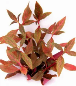 XL In-Vitro Kleines Rosanerviges Papageienblatt / Alternanthera 'Rosanervig' - A. Reineckii ´Red Ruby´