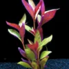 XL In-Vitro Burgunderrotes Papageienblatt / Alternanthera PURPLE Im XL-Cup 1 XL In-Vitro Burgunderrotes Papageienblatt / Alternanthera PURPLE Im XL-Cup -Hobby || DENNERLE || Flamingo Verkäufe 006HB 1 1