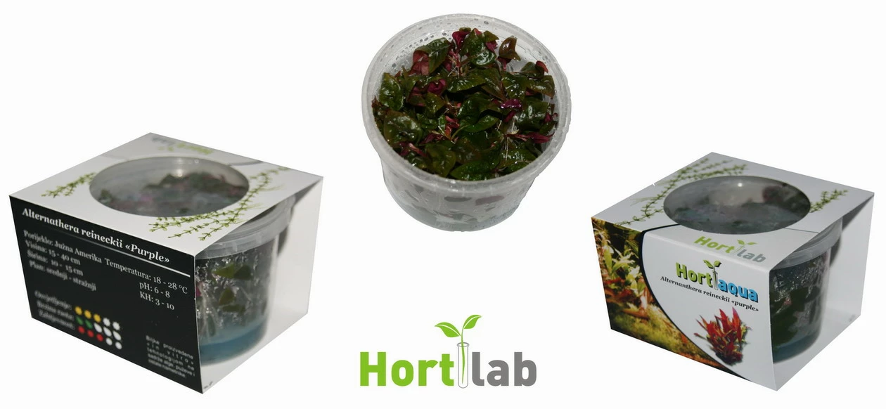 XL In-Vitro Burgunderrotes Papageienblatt / Alternanthera PURPLE Im XL-Cup 4 XL In-Vitro Burgunderrotes Papageienblatt / Alternanthera PURPLE Im XL-Cup – Bild 2