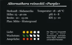 XL In-Vitro Burgunderrotes Papageienblatt / Alternanthera PURPLE Im XL-Cup 8 XL In-Vitro Burgunderrotes Papageienblatt / Alternanthera PURPLE Im XL-Cup -Hobby || DENNERLE || Flamingo Verkäufe 006HB 1 5