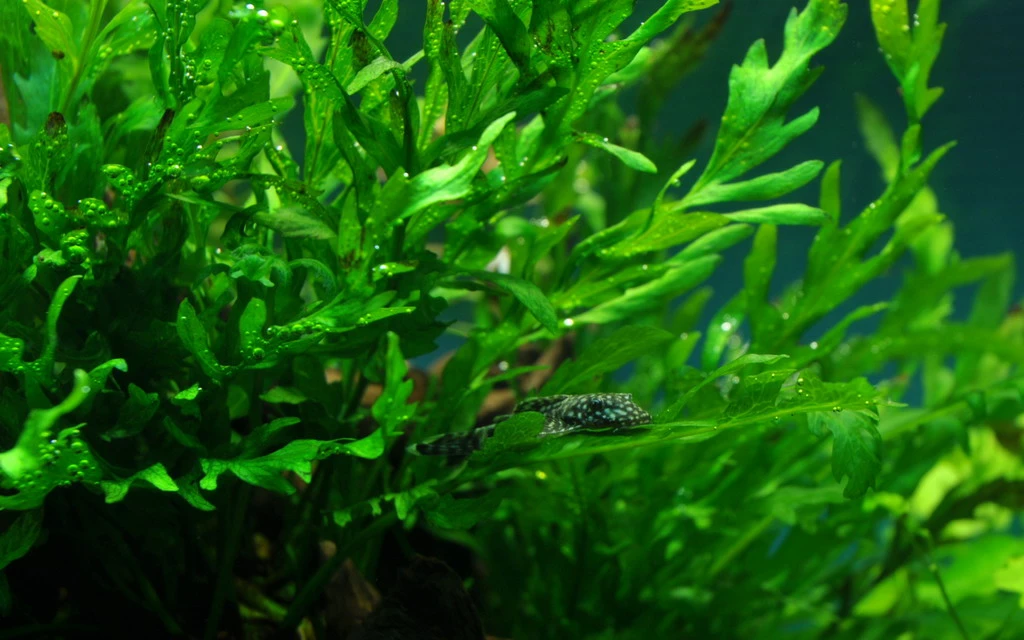 MUTTERPFLANZE Kongo Wasserfarn / Bolbitis Heudelotii 3 MUTTERPFLANZE Kongo Wasserfarn / Bolbitis Heudelotii