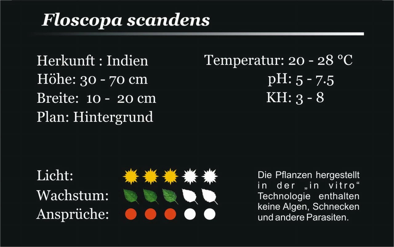 XL In-Vitro Mini Bamboo / Floscopa Scadens Im XL-Cup 4 XL In-Vitro Mini Bamboo / Floscopa Scadens Im XL-Cup – Bild 2