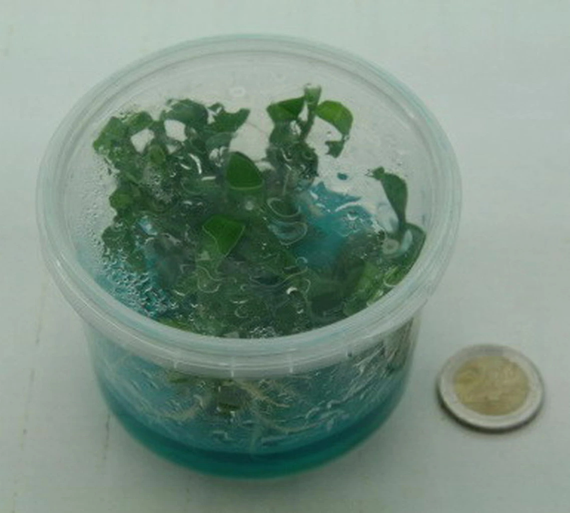 XL In-Vitro Mini Bamboo / Floscopa Scadens Im XL-Cup 5 XL In-Vitro Mini Bamboo / Floscopa Scadens Im XL-Cup – Bild 3