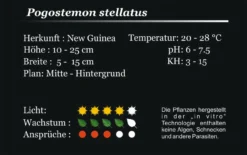 XL In-Vitro Quirlblättrige Sternpflanze / Pogostemon Stellatus (Eusteralis Stellata) Im XL-Cup -Hobby || DENNERLE || Flamingo Verkäufe 010HB 1 8
