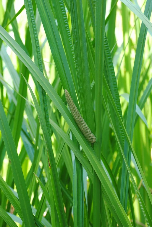 Kalmus / Acorus Calamus Im 9x9 Cm Topf 3 Kalmus / Acorus Calamus Im 9x9 Cm Topf