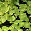 1-2-GROW! Kleinohriger Schwimmfarn / Salvinia Auriculata Von TROPICA 2 1-2-GROW! Kleinohriger Schwimmfarn / Salvinia Auriculata Von TROPICA -Hobby || DENNERLE || Flamingo Verkäufe 011TC 1 1