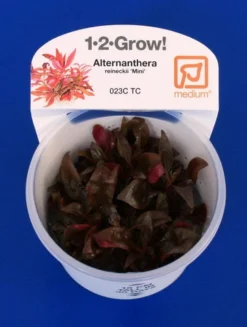 1-2-GROW! Mini-Papageienblatt / Alternanthera Reineckii 'mini' Von TROPICA