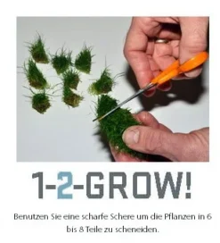 1-2-GROW! Mini-Papageienblatt / Alternanthera Reineckii 'mini' Von TROPICA -Hobby || DENNERLE || Flamingo Verkäufe 023CTC T 1 6