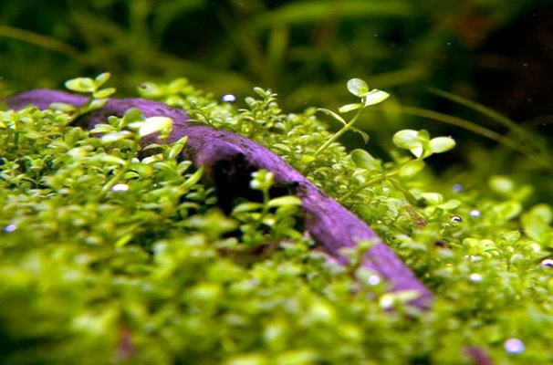 1-2-GROW! Monte-Carlo Zwergperlkraut / Micranthemum 'Monte Carlo' Von TROPICA 3 1-2-GROW! Monte-Carlo Zwergperlkraut / Micranthemum 'Monte Carlo' Von TROPICA