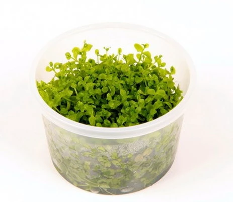 1-2-GROW! Monte-Carlo Zwergperlkraut / Micranthemum 'Monte Carlo' Von TROPICA 4 1-2-GROW! Monte-Carlo Zwergperlkraut / Micranthemum 'Monte Carlo' Von TROPICA – Bild 2