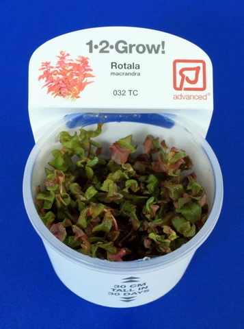 1-2-GROW! Japanischer Rotweiderich / Rotala Macrandra 'Japan' Von TROPICA 4 1-2-GROW! Japanischer Rotweiderich / Rotala Macrandra 'Japan' Von TROPICA – Bild 2