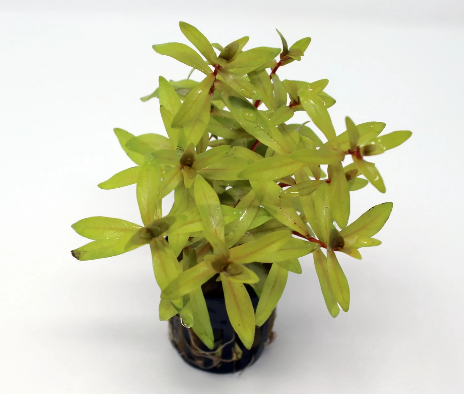 Goldene Nesaea / Nesaea Pedicellata 'Golden' Im Topf 3 Goldene Nesaea / Nesaea Pedicellata 'Golden' Im Topf