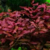 Kleine Tiefrote Ludwigie / Ludwigia Sp. Super Red - Super Rot 2 Kleine Tiefrote Ludwigie / Ludwigia Sp. Super Red - Super Rot -Hobby || DENNERLE || Flamingo Verkäufe 035B T 1 1