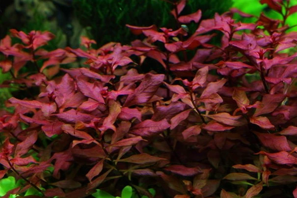 Kleine Tiefrote Ludwigie / Ludwigia Sp. Super Red - Super Rot 3 Kleine Tiefrote Ludwigie / Ludwigia Sp. Super Red - Super Rot