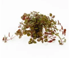 Kleine Tiefrote Ludwigie / Ludwigia Sp. Super Red - Super Rot 7 Kleine Tiefrote Ludwigie / Ludwigia Sp. Super Red - Super Rot -Hobby || DENNERLE || Flamingo Verkäufe 035B T 1 4