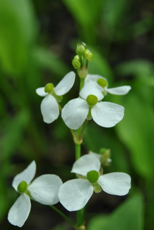 Rundblättriger Froschlöffel, Weiß / Alisma Parviflora Im 9x9 Cm Topf 3 Rundblättriger Froschlöffel, Weiß / Alisma Parviflora Im 9x9 Cm Topf