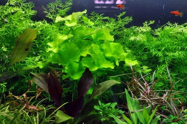 1-2-GROW! Mini-Seerose Aus Taiwan / Nymphoides Sp. 'Taiwan' ('Flipper') 3 1-2-GROW! Mini-Seerose Aus Taiwan / Nymphoides Sp. 'Taiwan' ('Flipper')