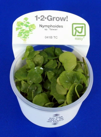 1-2-GROW! Mini-Seerose Aus Taiwan / Nymphoides Sp. 'Taiwan' ('Flipper') 4 1-2-GROW! Mini-Seerose Aus Taiwan / Nymphoides Sp. 'Taiwan' ('Flipper') – Bild 2