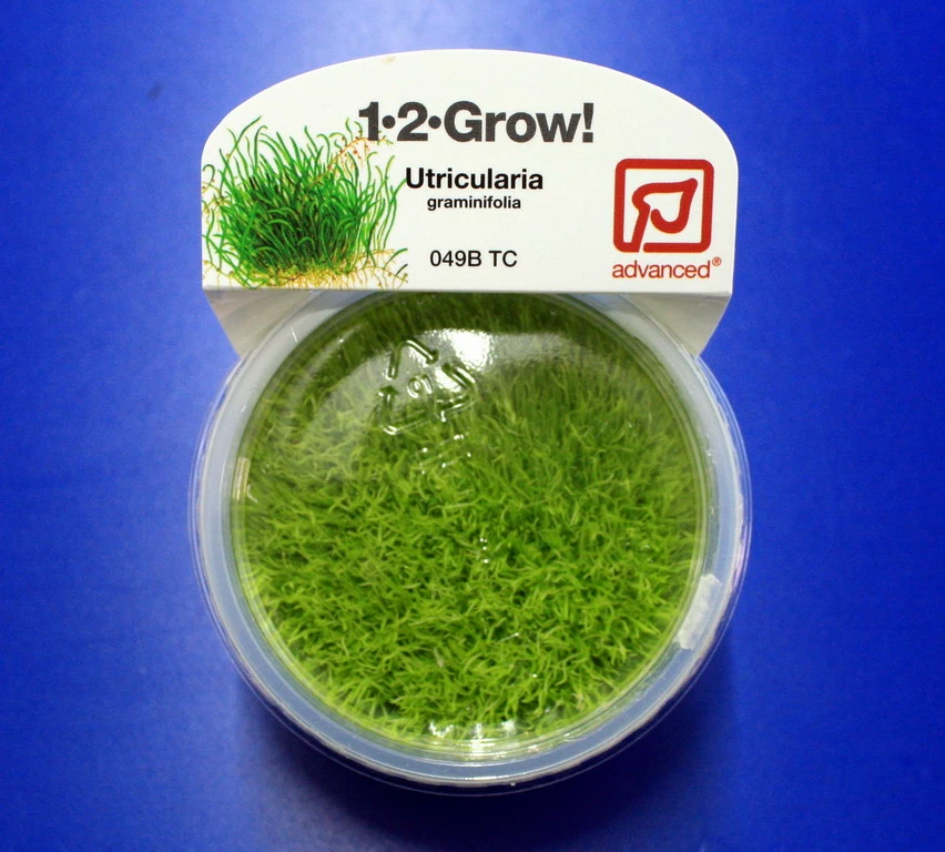 1-2-GROW! Kleiner Fleischfressender Wasserschlauch / Utricularia Graminifolia Von TROPICA 3 1-2-GROW! Kleiner Fleischfressender Wasserschlauch / Utricularia Graminifolia Von TROPICA