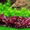 1-2-GROW! Indische Sternpflanze / Pogostemon Deccanensis Von TROPICA 1 1-2-GROW! Indische Sternpflanze / Pogostemon Deccanensis Von TROPICA -Hobby || DENNERLE || Flamingo Verkäufe 053FTC T 1 1