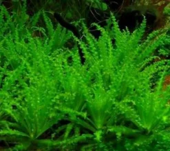 1-2-GROW! Kleiner Stern 'Daonoi' - Sternkraut / Pogostemon Helferi 9 1-2-GROW! Kleiner Stern 'Daonoi' - Sternkraut / Pogostemon Helferi -Hobby || DENNERLE || Flamingo Verkäufe 053HTC 1 8