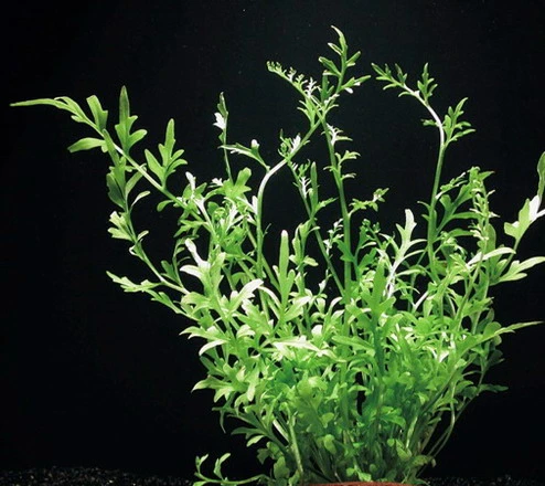 XL In-Vitro Gehörnter Hornfarn / Ceratopteris Cornuta 3 XL In-Vitro Gehörnter Hornfarn / Ceratopteris Cornuta