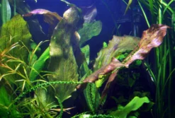 MUTTERPFLANZE Rot Getüpfelte Schwertpflanze / Echinodorus Ozelot (rot)