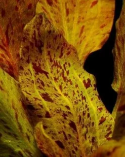 MUTTERPFLANZE Rot Getüpfelte Schwertpflanze / Echinodorus Ozelot (rot) -Hobby || DENNERLE || Flamingo Verkäufe 073fXL T 1 4