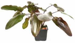 MUTTERPFLANZE Rot Getüpfelte Schwertpflanze / Echinodorus Ozelot (rot) -Hobby || DENNERLE || Flamingo Verkäufe 073fXL T 1 8