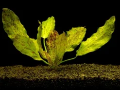 MUTTERPFLANZE Gefleckte Grüne Schwertpflanze / Echinodorus Ozelot Grün 8 MUTTERPFLANZE Gefleckte Grüne Schwertpflanze / Echinodorus Ozelot Grün -Hobby || DENNERLE || Flamingo Verkäufe 073gXL T 1 3