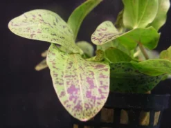 MUTTERPFLANZE Gefleckte Grüne Schwertpflanze / Echinodorus Ozelot Grün 9 MUTTERPFLANZE Gefleckte Grüne Schwertpflanze / Echinodorus Ozelot Grün -Hobby || DENNERLE || Flamingo Verkäufe 073gXL T 1 4