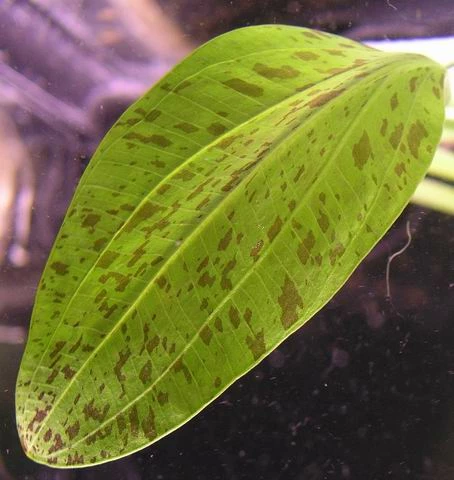 MUTTERPFLANZE Gefleckte Grüne Schwertpflanze / Echinodorus Ozelot Grün 6 MUTTERPFLANZE Gefleckte Grüne Schwertpflanze / Echinodorus Ozelot Grün – Bild 4