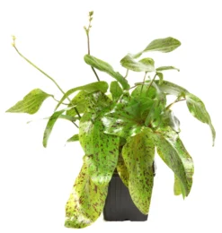 MUTTERPFLANZE Gefleckte Grüne Schwertpflanze / Echinodorus Ozelot Grün 11 MUTTERPFLANZE Gefleckte Grüne Schwertpflanze / Echinodorus Ozelot Grün -Hobby || DENNERLE || Flamingo Verkäufe 073gXL T 1 8