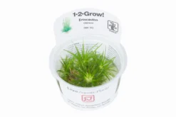1-2-GROW! Eriocaulon Cinereum *TOP Rarität* 7 1-2-GROW! Eriocaulon Cinereum *TOP Rarität* -Hobby || DENNERLE || Flamingo Verkäufe 091TC T 1 3