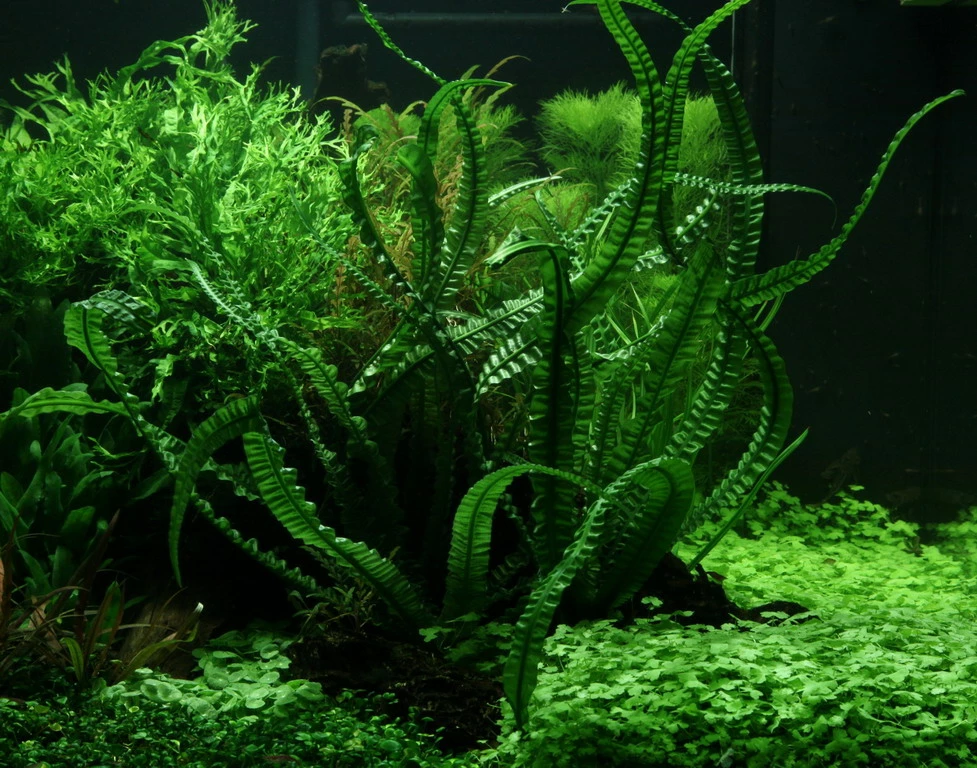 MUTTERPFLANZE Flutende Hakenlilie / Crinum Natans (Crinum Aquatica) 3 MUTTERPFLANZE Flutende Hakenlilie / Crinum Natans (Crinum Aquatica)