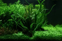 MUTTERPFLANZE Flutende Hakenlilie / Crinum Natans (Crinum Aquatica) 6 MUTTERPFLANZE Flutende Hakenlilie / Crinum Natans (Crinum Aquatica) -Hobby || DENNERLE || Flamingo Verkäufe 094XL T 1 2