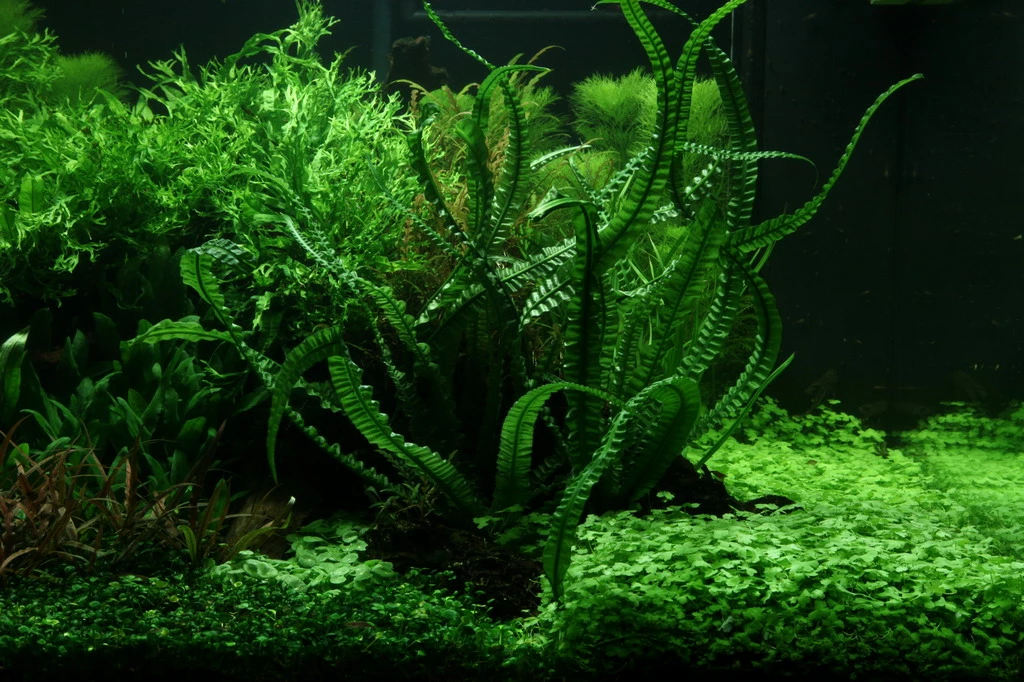 MUTTERPFLANZE Flutende Hakenlilie / Crinum Natans (Crinum Aquatica) 4 MUTTERPFLANZE Flutende Hakenlilie / Crinum Natans (Crinum Aquatica) – Bild 2