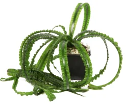 MUTTERPFLANZE Flutende Hakenlilie / Crinum Natans (Crinum Aquatica) 7 MUTTERPFLANZE Flutende Hakenlilie / Crinum Natans (Crinum Aquatica) -Hobby || DENNERLE || Flamingo Verkäufe 094XL T 1 4