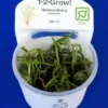 1-2-GROW! Trugkölbchen / Heteranthera Zosterifolia Von TROPICA -Hobby || DENNERLE || Flamingo Verkäufe 096TC T 1 1