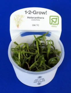 1-2-GROW! Trugkölbchen / Heteranthera Zosterifolia Von TROPICA