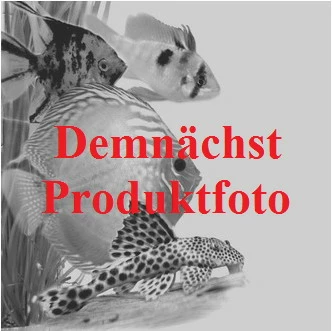 In-Vitro Regenschirmsimse - Regenschirmpflanze / Eleocharis Vivipara 3 In-Vitro Regenschirmsimse - Regenschirmpflanze / Eleocharis Vivipara