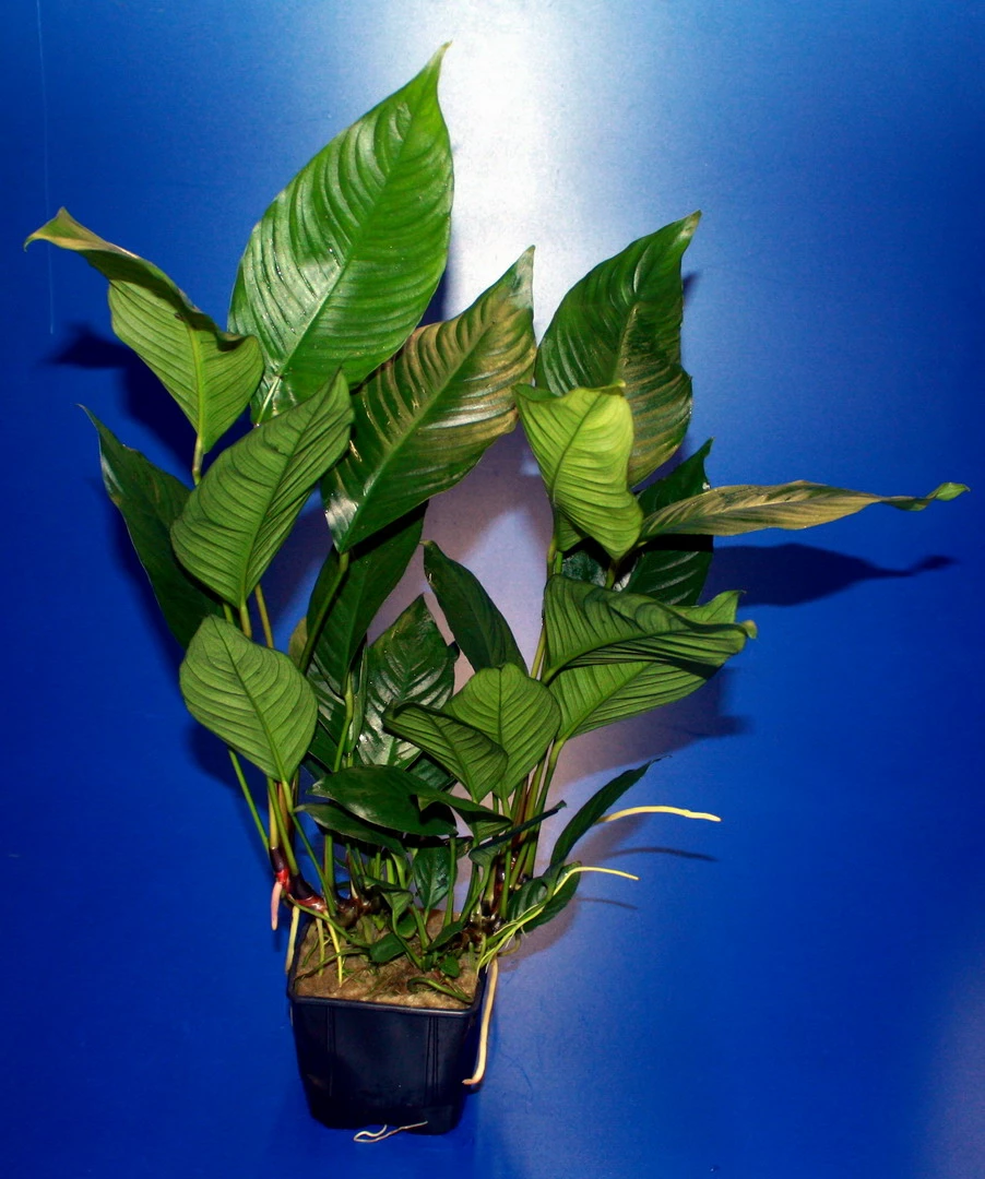 MUTTERPFLANZE Verschiedenblättriges Speerblatt / Anubias Heterophylla 3 MUTTERPFLANZE Verschiedenblättriges Speerblatt / Anubias Heterophylla