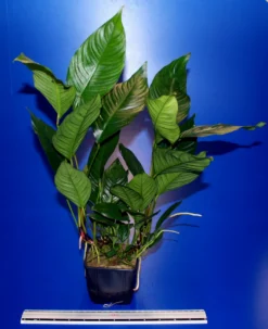 MUTTERPFLANZE Verschiedenblättriges Speerblatt / Anubias Heterophylla 5 MUTTERPFLANZE Verschiedenblättriges Speerblatt / Anubias Heterophylla -Hobby || DENNERLE || Flamingo Verkäufe 10005BL 1 4