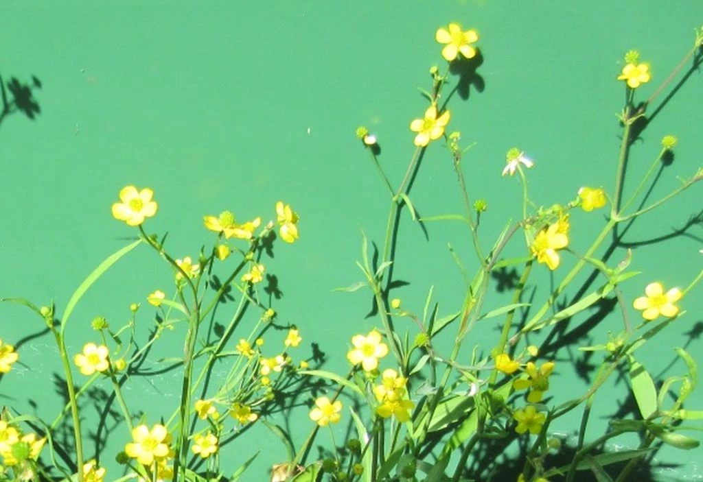 Brennender Hahnenfuß, Gelb / Ranunculus Flammula Im 9x9 Cm Topf 3 Brennender Hahnenfuß, Gelb / Ranunculus Flammula Im 9x9 Cm Topf