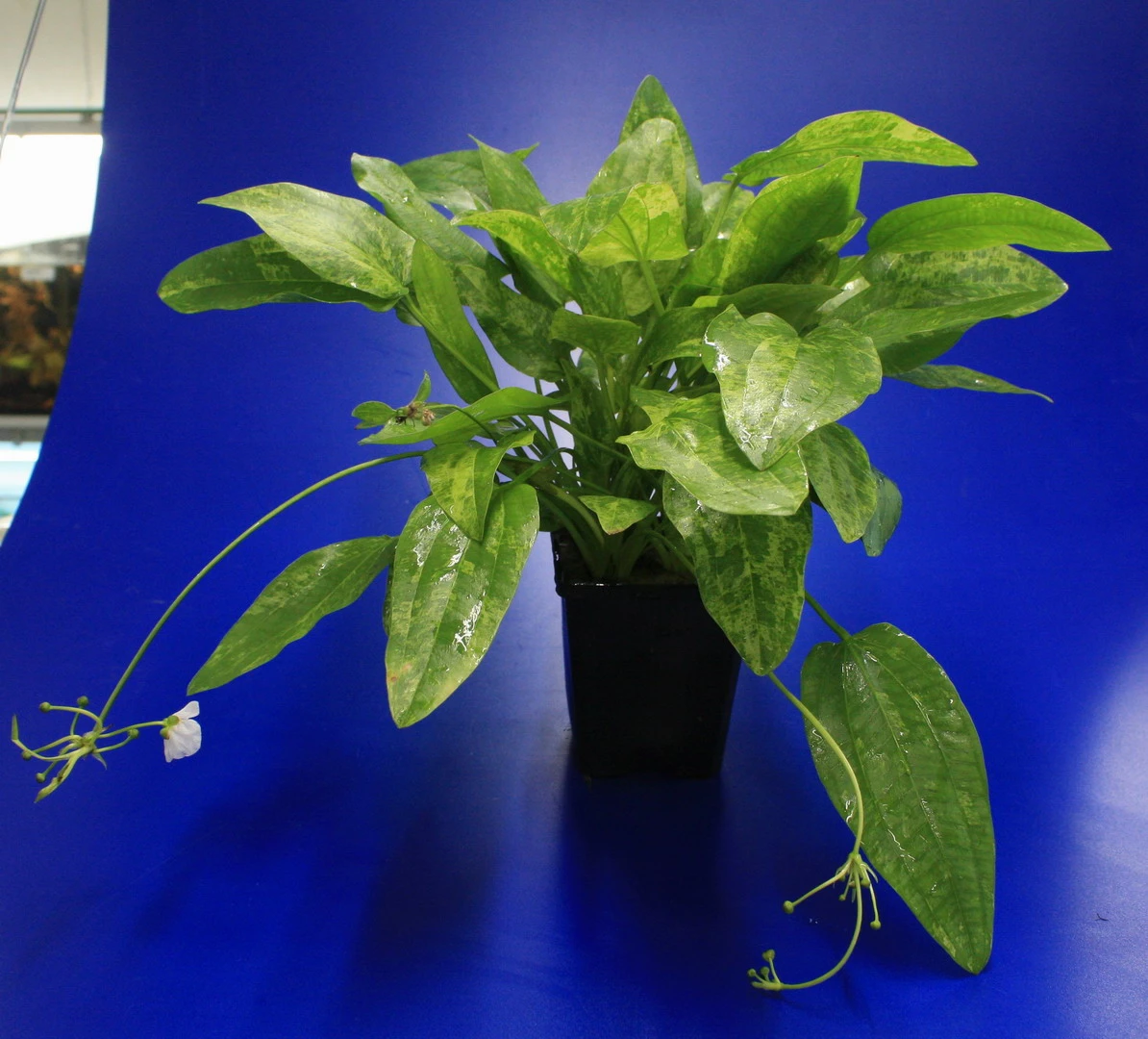 MUTTERPFLANZE Echinodorus Cordifolius 'Tropica Marble Queen' 3 MUTTERPFLANZE Echinodorus Cordifolius 'Tropica Marble Queen'